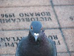 Free Stock Photo: Closeup of pigeon