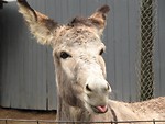 Free Stock Photo: A donkey behind a fence sticking out its tongue
