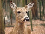 Free Stock Photo: Closeup of a deer in the woods