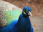 Free Stock Photo: Closeup of a peacock