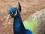 Free Stock Photo: Closeup of a peacock