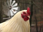 Free Stock Photo: Closeup of a rooster in front of a windmill