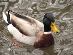 Free Stock Photo: Closeup of a mallard duck swimming in the water