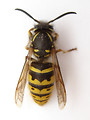 Free Stock Photo: Close-up of a wasp
