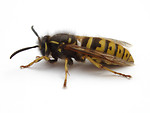 Free Stock Photo: Closeup of a wasp
