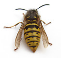 Free Stock Photo: Close-up of a wasp