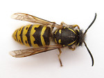 Free Stock Photo: Close-up of a wasp