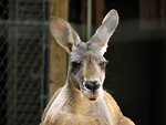 Free Stock Photo: Kangaroo portrait