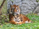 Free Stock Photo: A Sumatran tiger lying in the grass