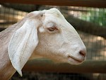 Free Stock Photo: Goat portrait