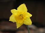 Free Stock Photo: Close-up of a yellow daffodil with rain drops on it