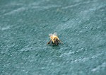 Free Stock Photo: A honey bee on a blue tarp