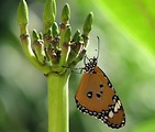 Free Stock Photo: Close-up of an orange butterfly on a green flower