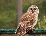 Free Stock Photo: Close-up of a barred owl