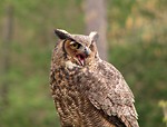 Free Stock Photo: Close-up of a great horned owl