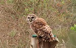 Free Stock Photo: Close-up of a barred owl on a stump