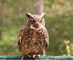 Free Stock Photo: Close-up of a great horned owl