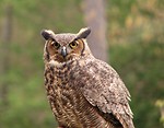 Free Stock Photo: Close-up of a great horned owl