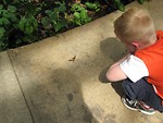 Free Stock Photo: A boy looking at an orange butterfly on the ground