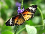 Free Stock Photo: Closeup of an orange butterfly on a blue flower