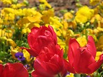 Free Stock Photo: Red tulips with yellow flowers in the background