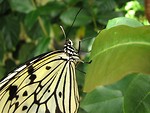 Free Stock Photo: Closeup of a yellow butterfly on a leaf