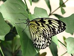 Free Stock Photo: Closeup of a yellow butterfly on a leaf