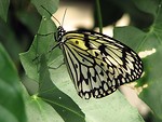 Free Stock Photo: Closeup of a yellow butterfly on a leaf