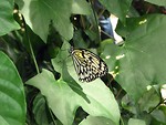 Free Stock Photo: Closeup of a yellow butterfly on a leaf