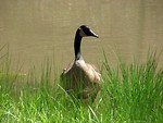 Free Stock Photo: Close-up of a Canadian goose in the grass by a pond