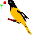 Free Stock Photo: Illustration of a yellow and black oriole