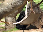 Free Stock Photo: A gorilla sitting by a hammock