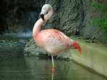 Free Stock Photo: A pink flamingo standing near a small waterfall