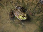 Free Stock Photo: Closeup of a frog in water