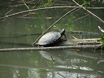 Free Stock Photo: A turtle in a swamp