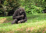 Free Stock Photo: A young gorilla sitting in the grass