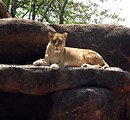 Free Stock Photo: Closeup of a lion on a rock