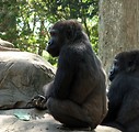 Free Stock Photo: Closeup of two gorillas sitting on a rock