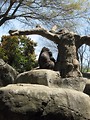 Free Stock Photo: A gorilla sitting on a rock under a tree