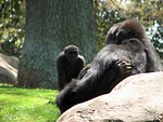 Free Stock Photo: Closeup of a gorilla sitting on a rock
