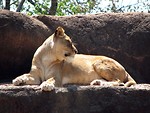 Free Stock Photo: Closeup of a lion on a rock