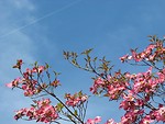 Free Stock Photo: Pink dogwood tree flowers before a blue sky