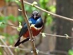 Free Stock Photo: Closeup of a blue and red bird perched on a branch