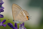 Free Stock Photo: Closeup of a brown peablue butterfly