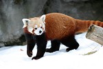 Free Stock Photo: A red panda in the snow