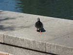 Free Stock Photo: Pigeon near a reflecting pool