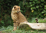Free Stock Photo: Closeup of a cheetah sitting by a rock