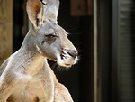 Free Stock Photo: Kangaroo portrait