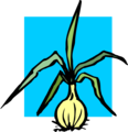 Free Stock Photo: Illustration of an onion