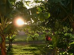 Free Stock Photo: Tropical trees at sunset